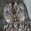 Tawny Owl
