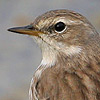 Water Pipit
