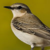 Wheatear