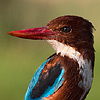 White-breasted Kingfisher
