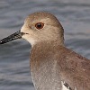 White-tailed Plover