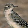 Yellow Wagtail