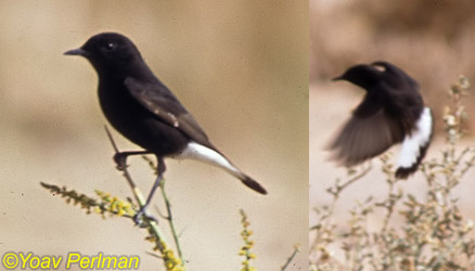 'Basalt' Mourning Wheatear