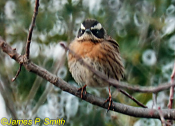 Radde's Accentor