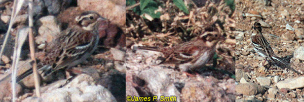 Rustic Bunting