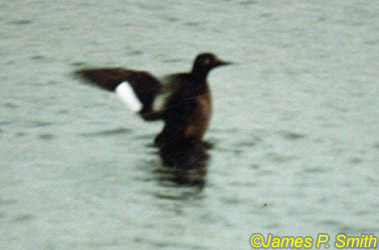 Velvet Scoter