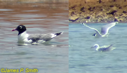 Franklin's Gull