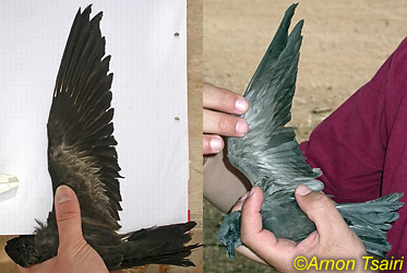 Swinhoe's Storm-petrel