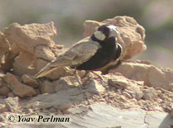 Black-crowned Finch Lark