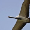 Demoiselle Crane