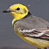 Citrine Wagtail