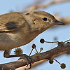 Garden Warbler