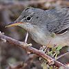 Olive-tree Warbler