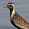 Pacific Golden Plover