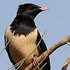 Rose-coloured Starling