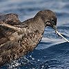 Sooty Shearwater