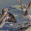 Temmincks Stint