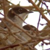 Arabian Warbler