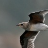 Collared Pratincole