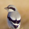 Southern Gray Shrike