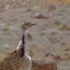 Macqueen's Bustard