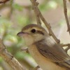 Daurian Shrike