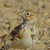 Lesser Short-toed Lark