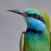 Little Green Bee-eater