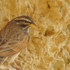 Mountain Bunting