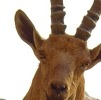 Nubian Ibex