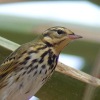 Olive-backed Pipit