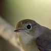 Red-breasted Flycatcher