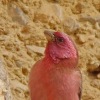 Sinai Rosefinch