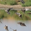 Spotted Sandgrouse