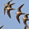 Spotted Sandgrouse