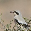 (Steppe) Grey Shrike