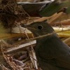 Thrush Nightingale