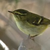 Yellow-browed Warbler