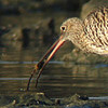 Curlew