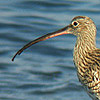 Curlew