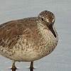 Red Knot