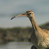 Whimbrel