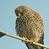 Lesser Kestrel