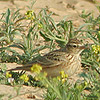 Oriental Skylark