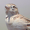 Greater Short-toed Lark