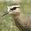 Sociable Plover