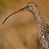 Curlew