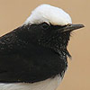 Hooded Wheatear