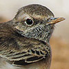 Pied Wheatear