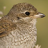 Red-backed Shrike